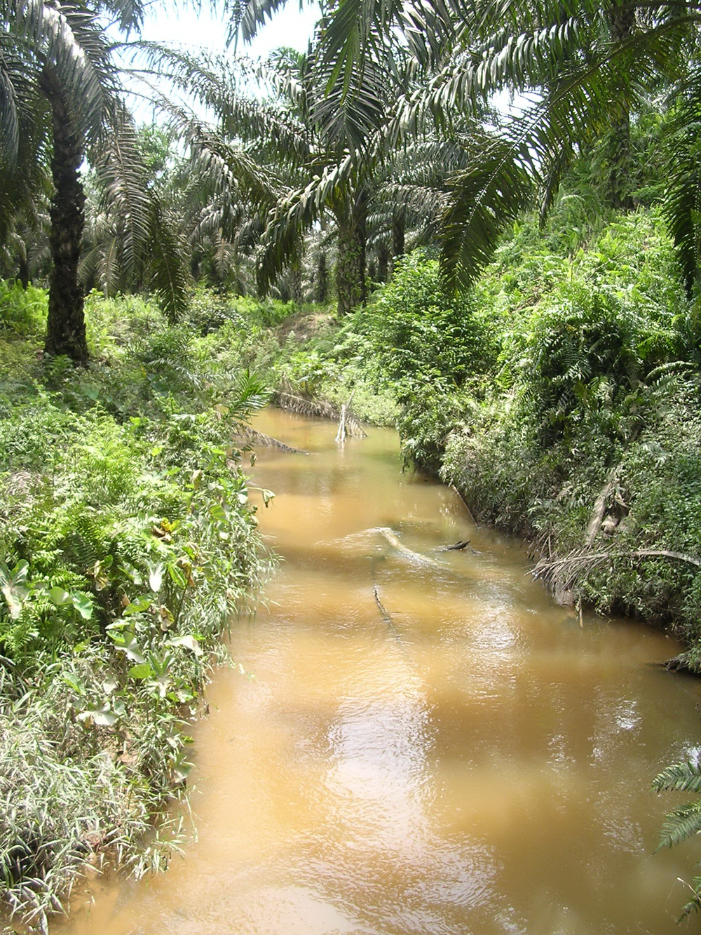 A stream running through a ten-year old oil palm plantation in West Kalimantan, Indonesian Borneo (Credit: Neli Lisnawat)