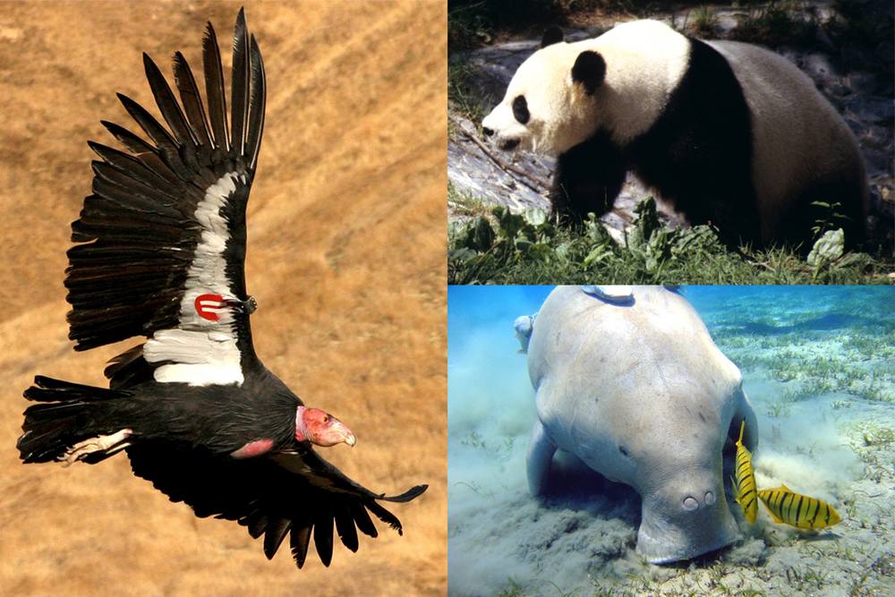 The study analyzed movement data from three endangered species: the California condor, the giant panda and the dugong (Credits in order: USFWS; John J. Mosesso/USGS; Julien Willem/CC BY-SA 3.0)