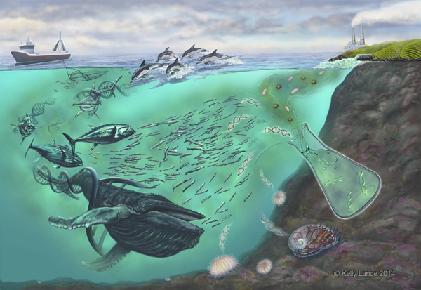 Science illustrator Kelly Lance's interpretation of the potential marine diversity represented by the eDNA in a single water sample (Credit: Kelly Lance)