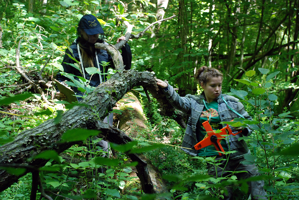 Students measured, mapped and tagged 45,000 trees over two months. (Credit: Dale Austin)