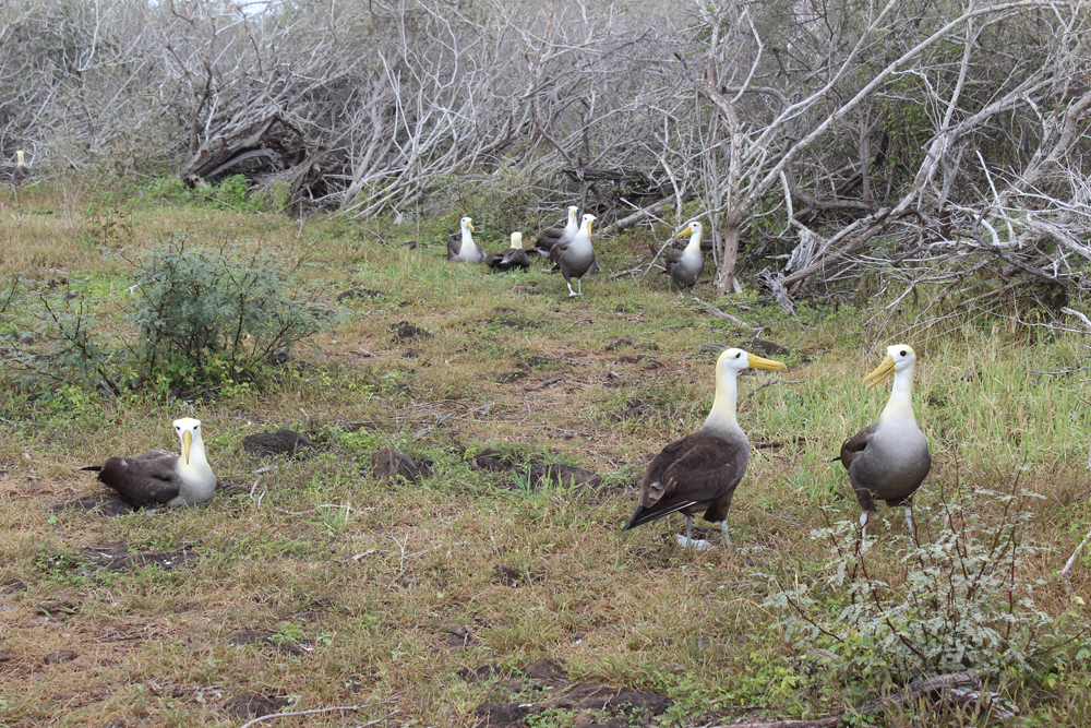  a group of albatross on Espanola Island. (Credit: Sean Burnett)
