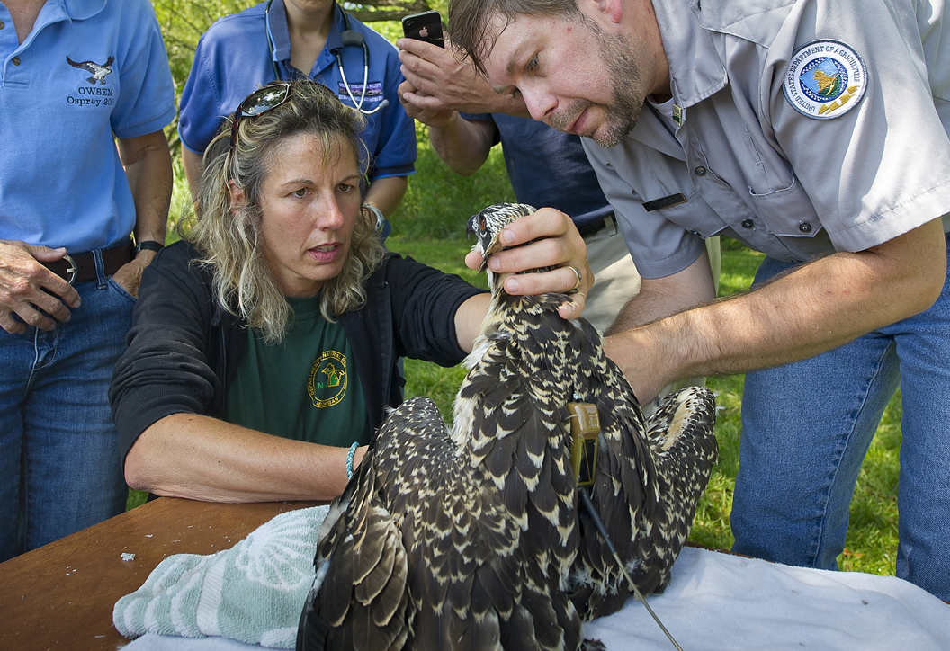 Wildlife biologists adjusting the osprey's tracking backpack (Credit:  Michigan DNR)