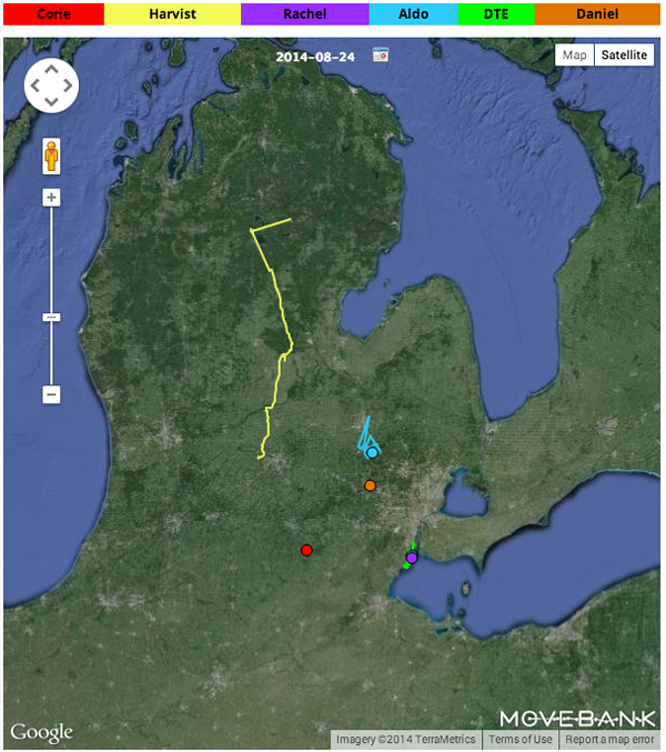 The tagged ospreys' paths as of Aug. 24 (Credit: michiganosprey.org)