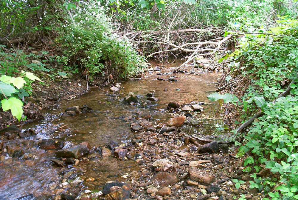 An example of a forested stream segment monitored in the study (Credit: Jeffrey Simmons)