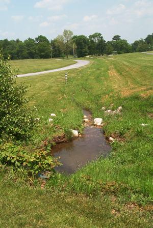 An example of an open stream segment monitored in the study (Credit: Jeffrey Simmons)
