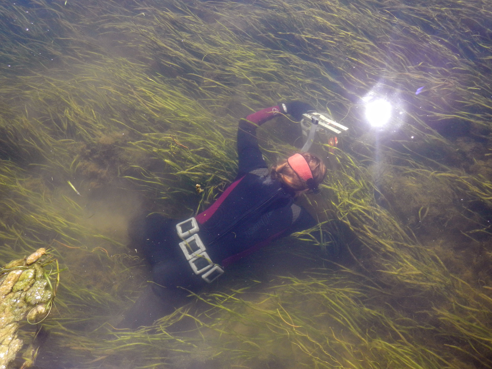 Cassie Gurbisz diving the Susquehanna Flats for a seagrass sample (Credit: Debbie Hinkle)
