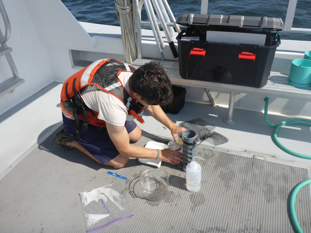 Adam Wickline transferring a zooplankton sample into a jar for preservation. The sample will later be analyzed with our ZooScan system. (Credit: Corie Charpentier)