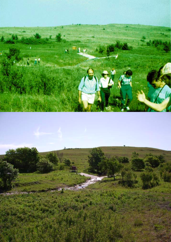 Advancing woody vegetation from 1986 to 2006 along a tallgrass prairie stream. (Credit: Walter Dodds)