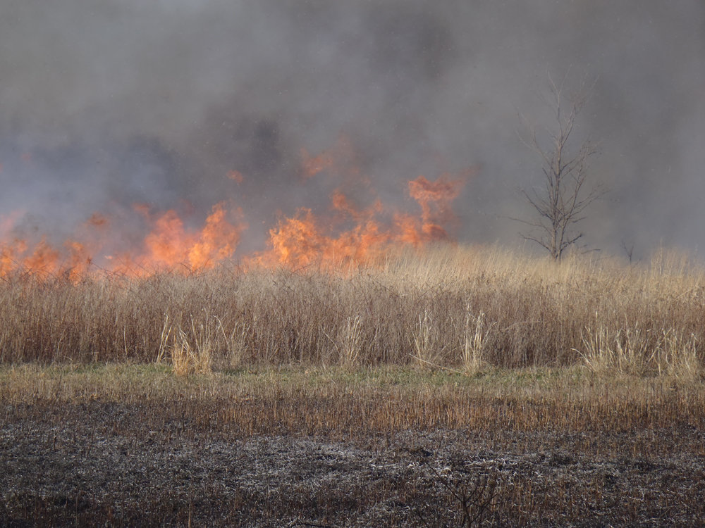 A controlled burn on the tallgrass prairie. (Credit: Amy Coffman/USFWS)