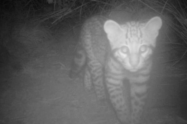 A U.S. Fish and Wildlife Service wildlife camera picked up this image of an ocelot kitten in March 2014. (Credit: U.S. FWS)