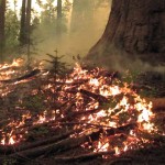 The Rim Fire burned 78,895 acres of park land. (Courtesy Yosemite National Park)