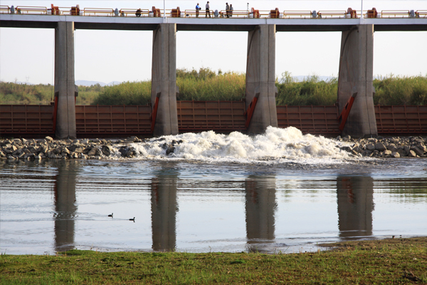 Researchers released a pulse of water from the Morelos Dam to help stimulate the parched delta. (Credit: Karl Flessa)