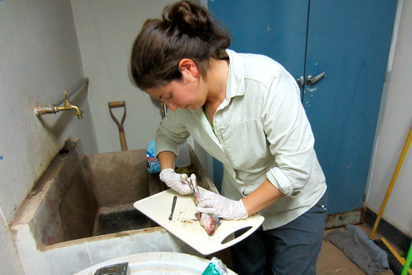 Sarah Diringer, a PhD student at Duke University, examines fish samples from the Madre de Dios River for potential human mercury exposure. (Credit: Sarah Diringer)