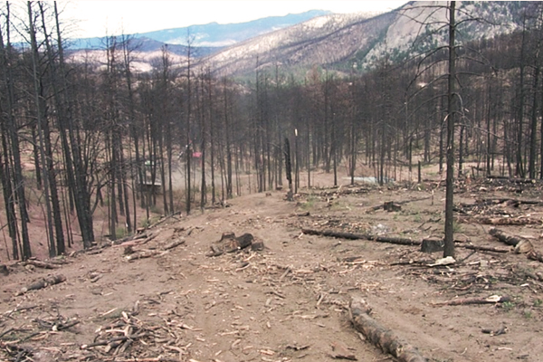 Post-fire site 35 miles northwest of Colorado Springs. Salvage logging has left compacted trails and cleared out some of the ground cover. (Credit: Joe Wagenbrenner)