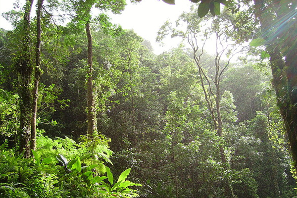 Scientists have found that tropical forests, like the one in the Lesser Antilles pictured here, are absorbing much more carbon dioxide than previously estimated. (Credit: Frameme, via Wikimedia Commons/CC BY 3.0)