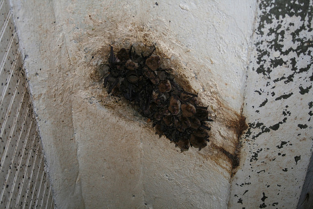 A maternity colony of little brown bats . (Credit: Idaho Fish and Game)