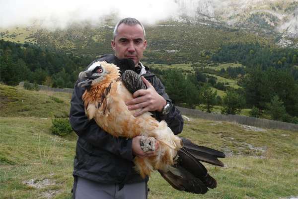 Researchers tagged endangered bearded vultures with GPS satellite transmitters to track their movments. (Credit: Juan Antonio Gil Gallus)
