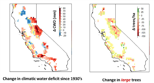 California’s water stress in the 1930s (left, red) and large tree declines (right, red) seen in the state since then. (Credit: McIntyre, et al.)