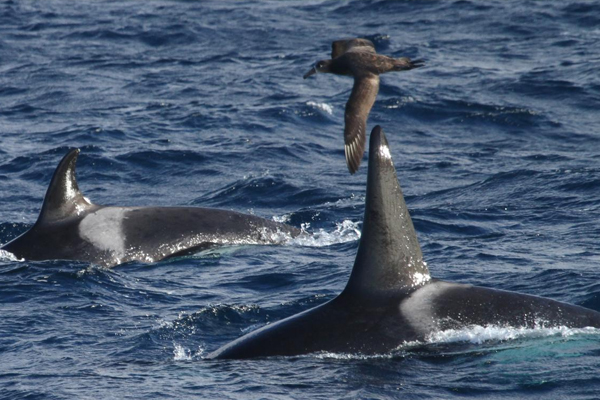 genetic testing Killer whales swim past an unusual attack on another whale. (Credit: Paula Olson / NOAA Fisheries)