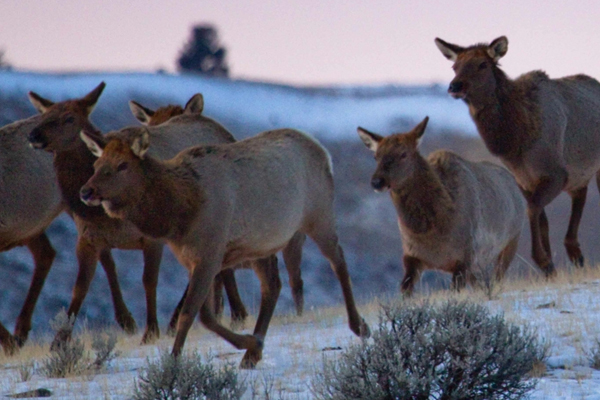 yellowstone elk Researchers collared and tracked nine major elk herds throughout Yellowstone and Wyoming. (Credit: Jonny Armstrong / University of Wyoming)