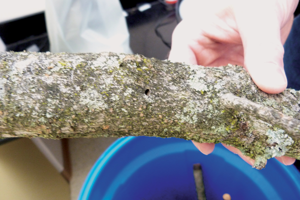A D-shaped exit hole shows where an emerald ash borer has exited this branch of white fringetree. (Credit: Daniel Kelly)