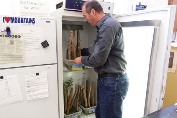 Don Cipollini pulls tree samples out of an incubator in his lab. Strips holding emerald ash borer eggs are applied to each one to see which tree species the insect can live in. (Credit: Daniel Kelly)