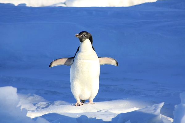 penguin populations / A penguin makes its way across the ice.
