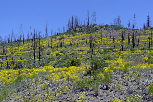 A site that has been salvaged after a fire has less chance for reburn. (Courtesy Dave Peterson / Pacific Northwest Research Station)
