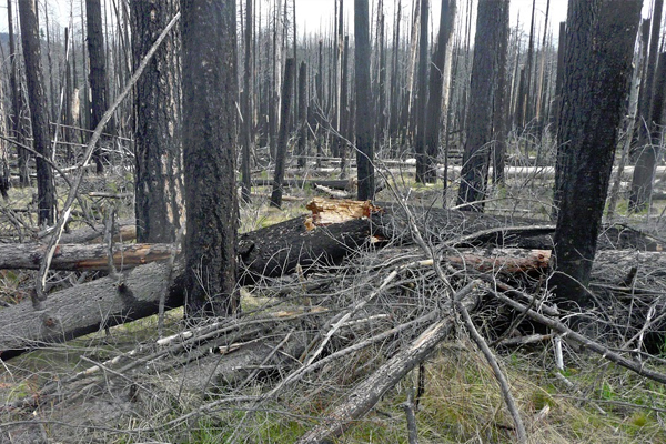 Unsalvaged forests exhibit high fuel availability several years following a fire. (Courtesy Kyle Dodson)