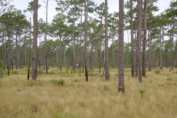 The open canopy of a well-managed longleaf pine stands allows sunlight to reach the ground and support a diverse community of herbaceous plants. (Courtesy Paul Taillie)