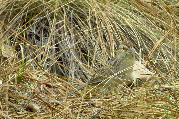 Bachman's sparrows spend most of their time close to the ground under cover of wiregrass and other fire-maintained herbaceous vegetation. (Courtesy Paul Taillie)