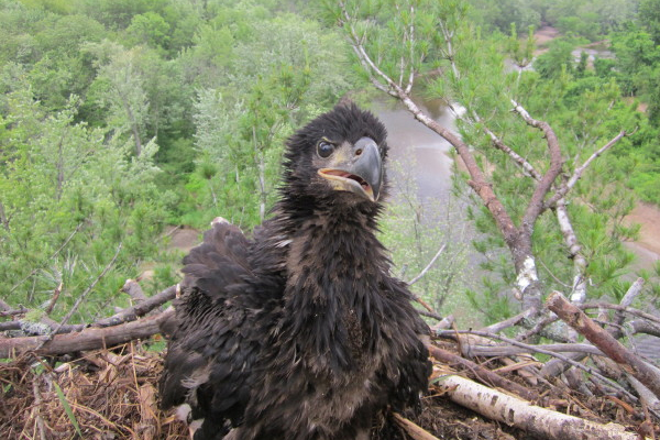 The EPA examined mercury concentrations in bald eagle chicks as part of the study. (Courtesy Chris Persico)