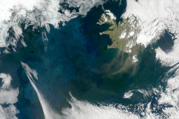 The world’s largest phytoplankton bloom occurs each spring in the north Atlantic, just southwest of Iceland. (Credit: NASA Earth Observatory)