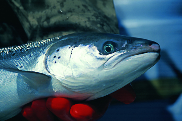 A female Atlantic salmon (Credit: USFWS Northeast)