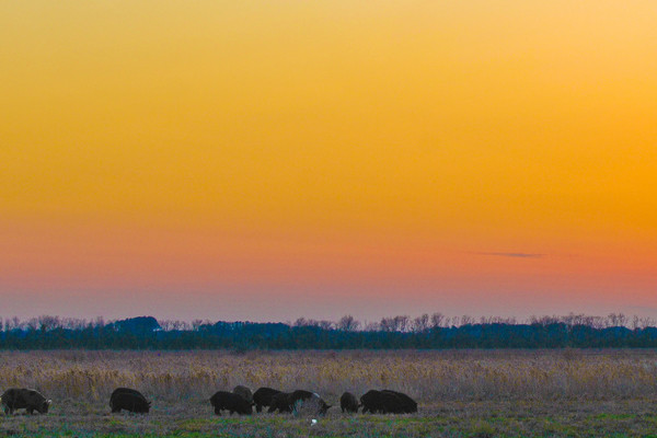 Wild pigs in Texas have larger home ranges than those in Louisiana marshes. (Credit: Josh Henderson/CC BY-SA 2.0)