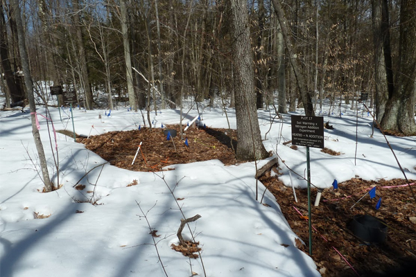 Underground warming replicates the predicted effects of climate change over the next 100 years in the Harvard Forest Long-Term Climate Change Study. (Credit Dr Serita Frey / University of New Hampshire)
