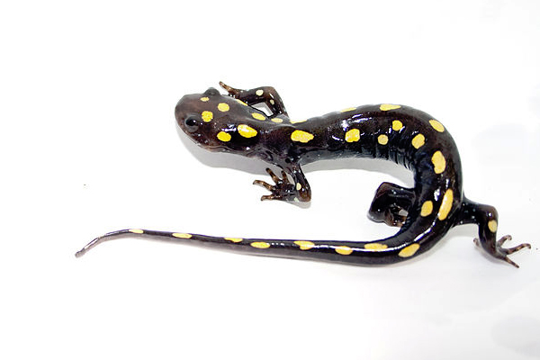 statewide inventory The spotted salamander is just one of many amphibians native to Michigan. (Credit: Brian Gratwicke/CC BY 2.0)