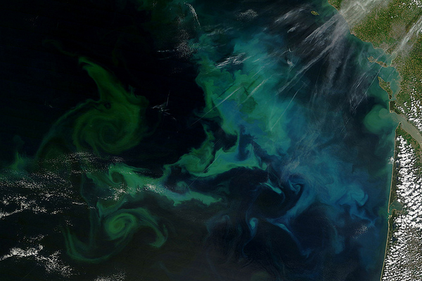 Known as “sea sawdust,” phytoplankton can form blooms visible from space. (Credit: NASA Goddard Space Flight Center)