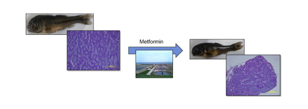 Fathead minnows experienced reduced size and altered gonad tissue after exposure to metformin. (Credit: Rebecca D. Klaper / University of Wisconsin - Madison)