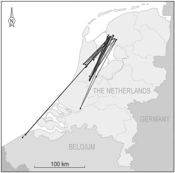 dutch godwits / Some of the studied godwits made reverse migrations of more than 250 kilometers to avoid the three-week cold snap. (Credit: Nathan Senner via Journal of Animal Ecology)