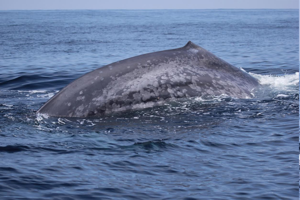 A blue whale crests in the Pacific Ocean. (Credit: Regina Guazzo under NMSF Permit No. 17312)
