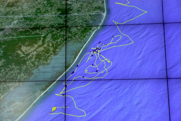 A map shows the path of a shark along the Delmarva coast. (Credit: University of Delaware)