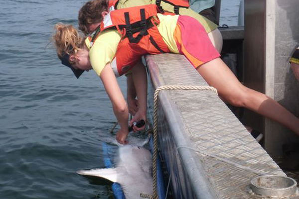 Scientists at the University of Delaware tag a sand tiger shark. (Credit: University of Delaware)