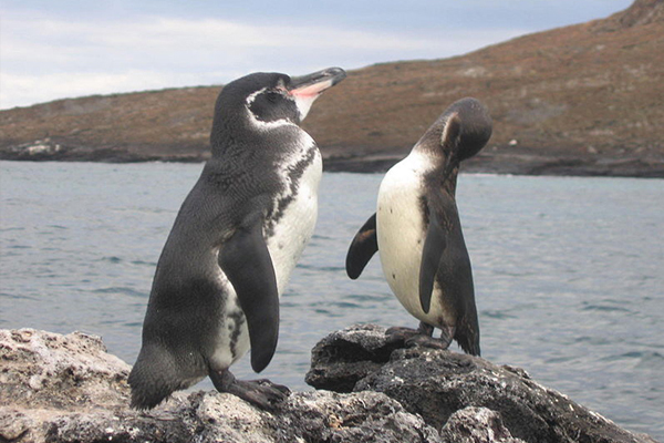 A study from WHOI examined satellite data from the past 30 years to determine how a conflux of unusual oceanic and atmospheric events led to the Galapagos penguin’s resurgence. (Credit: Snowmanradio / Flickr)