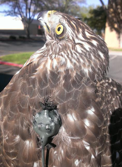 A radio transmitter mounted on the back of a 1-year-old female Cooper's Hawk. (Credit: Brian Millsap)