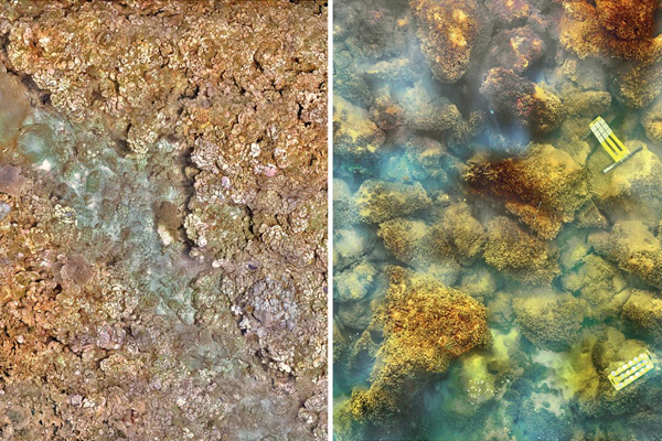 A healthy coral reef on the left and the volcanically acidified algae-covered habitat on the right. (Credit: C. Edwards and M. Fox)