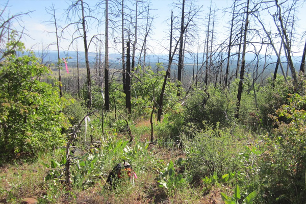 An untreated, high-severity fire plot that burned in the Peterson Fire of 2008. (Credit: Jens Stevens / UC Davis)