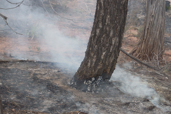 A smoldering tree. (Credit: Mary Miller, Michigan Tech Research Institute)