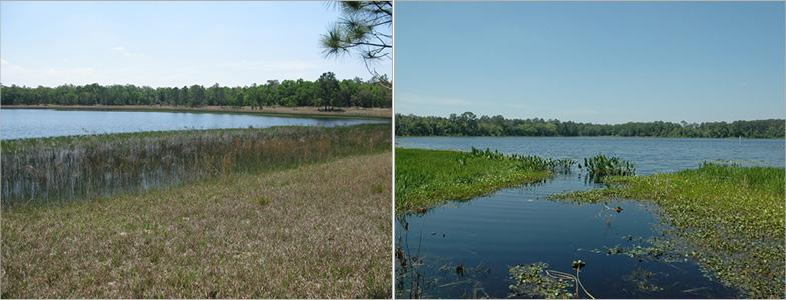Though only a mile apart, Barco Lake (left) and Suggs Lake (right) are drastically different in composition. (Credit: National Ecological Observatory Network)