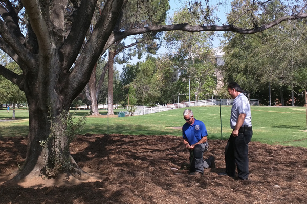 Toshio Ishida and Mark Jones discuss the placement of a soil sensor beneath the oak tree. (Credit: University of California, Riverside)